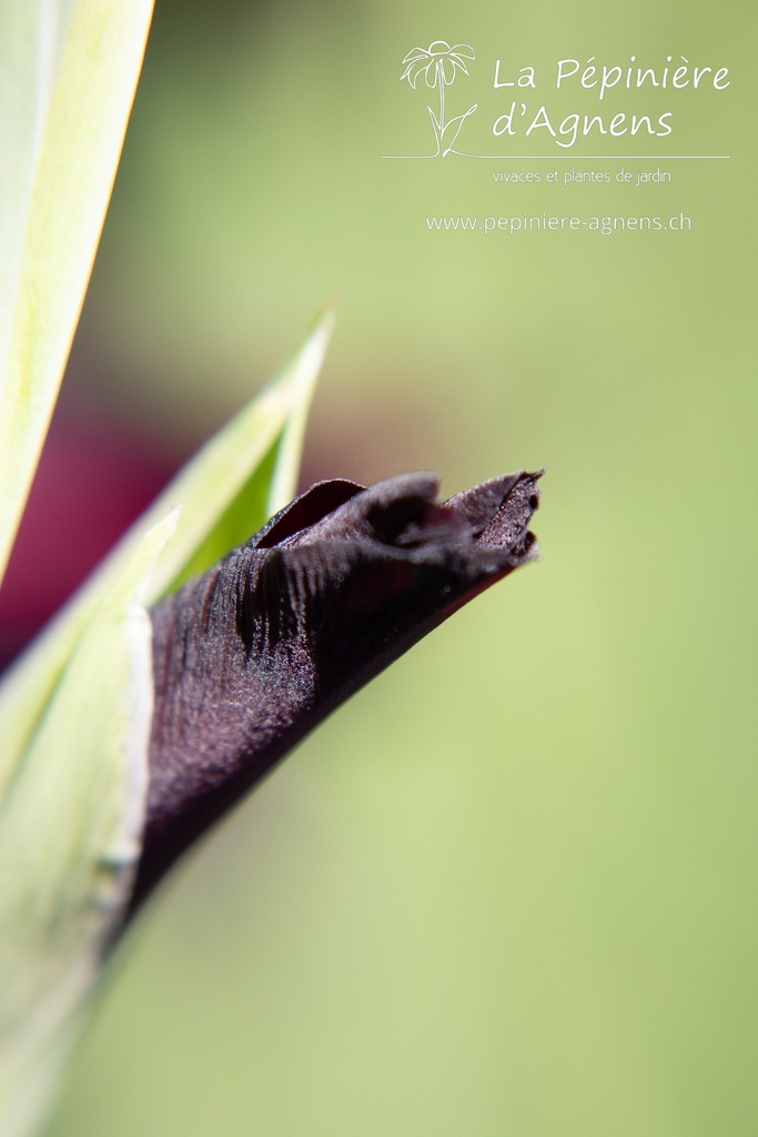 Gladiolus 'Ruby'- la Pépinière d'Agnens