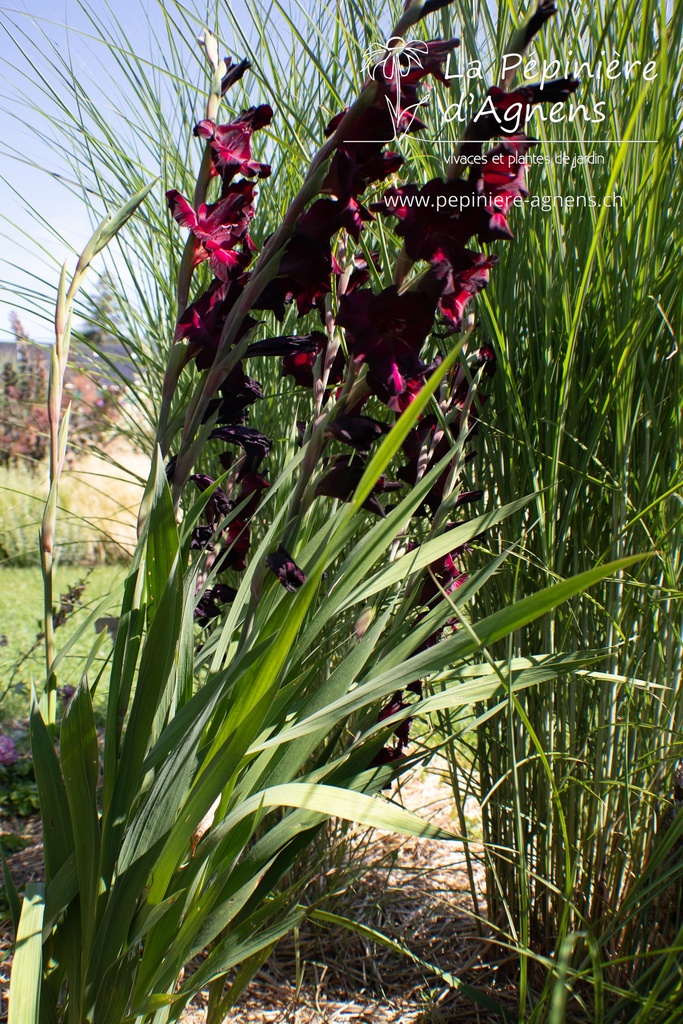 Gladiolus 'Ruby'- la Pépinière d'Agnens