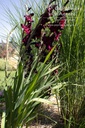 Gladiolus 'Ruby'- la Pépinière d'Agnens