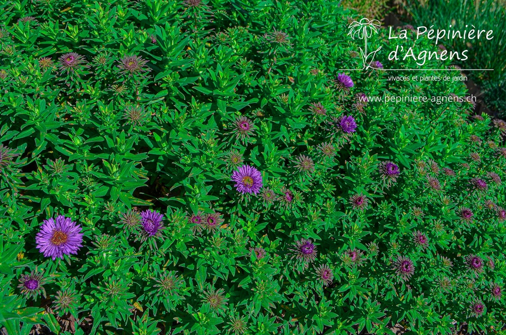 Aster novae-angliae 'Purple Dome' - La pépinière d'Agnens