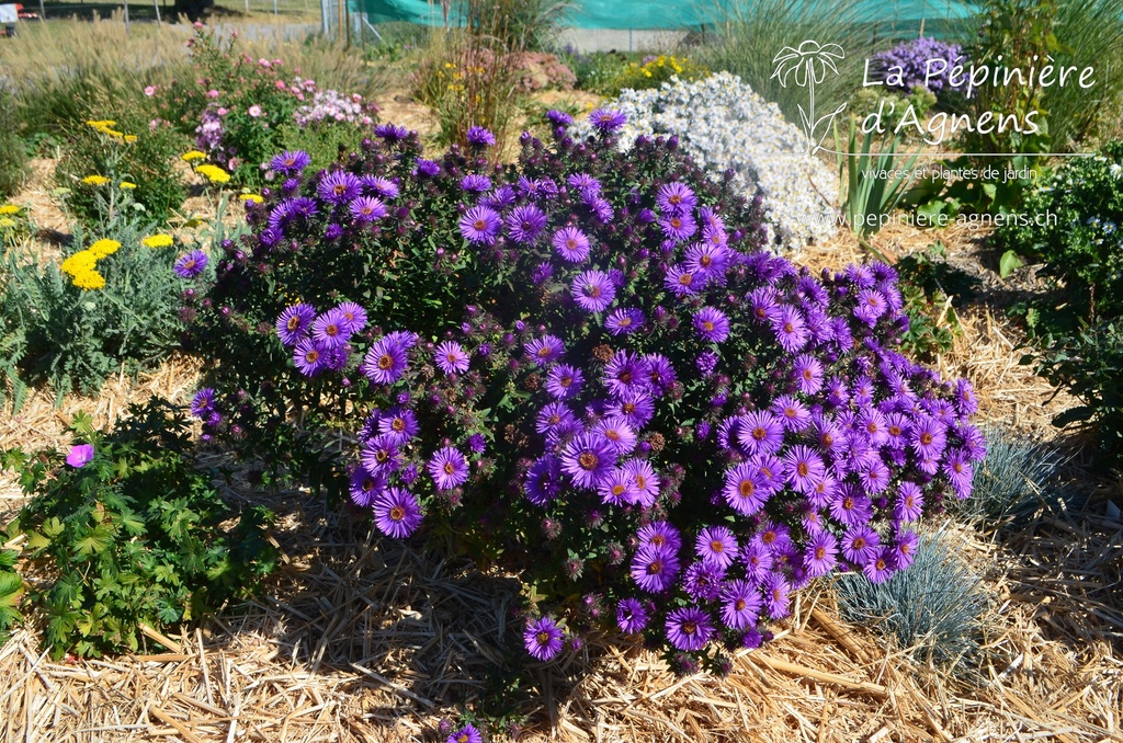 Aster novae-angliae 'Purple Dome' - La pépinière d'Agnens