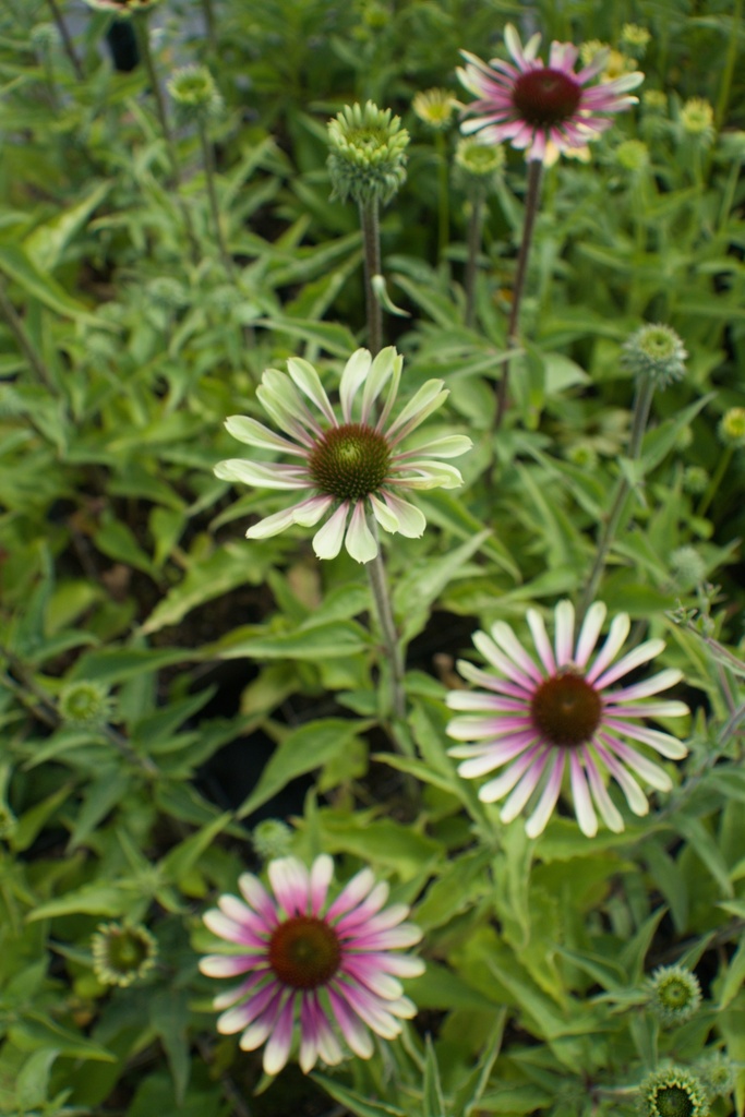 Echinacea hybride 'Green Twister' -La pépinière d'Agnens