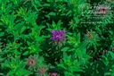 Aster novae-angliae 'Purple Dome' - La pépinière d'Agnens