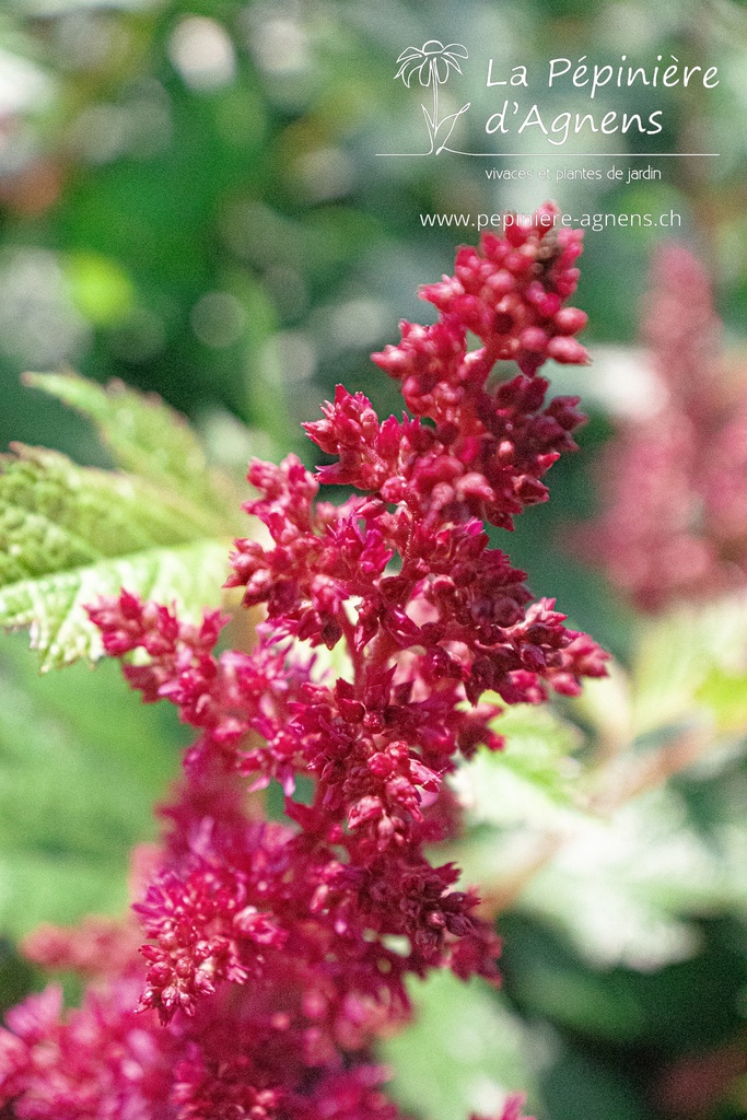 Astilbe arendsii (x) 'Fanal' - La pépinière d'Agnens