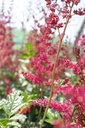 Astilbe arendsii (x) 'Fanal' - La pépinière d'Agnens