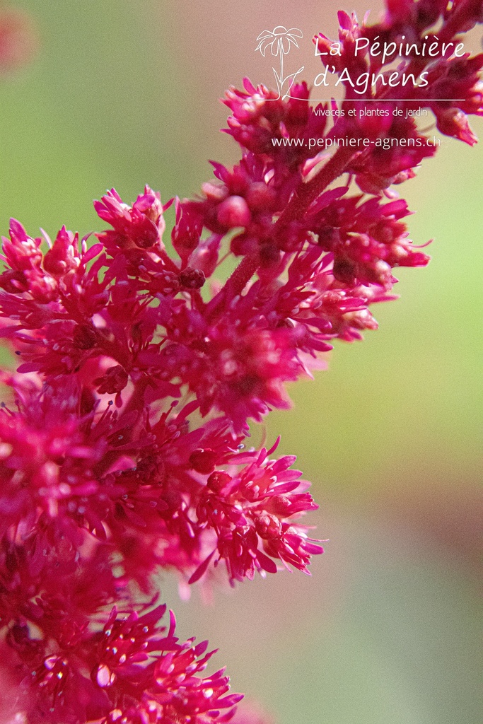 Astilbe arendsii (x) 'Fanal' - La pépinière d'Agnens