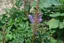 Astilbe chinensis 'Pumila' - La pépinière d'Agnens