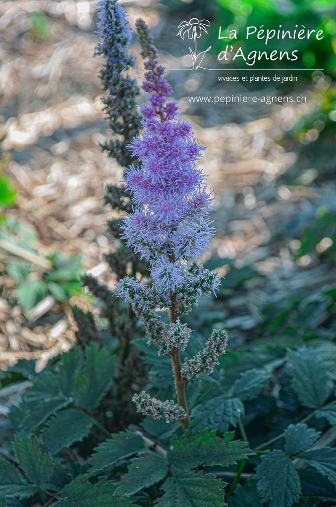 Astilbe chinensis 'Pumila' - La pépinière d'Agnens