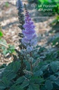 Astilbe chinensis 'Pumila' - La pépinière d'Agnens