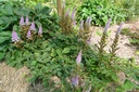 Astilbe chinensis 'Pumila' - La pépinière d'Agnens