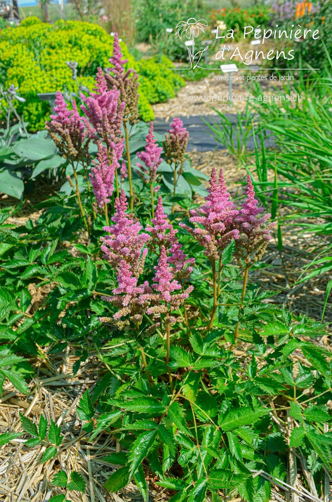 Astilbe chinensis 'Vision in Pink' - La pépinière d'Agnens