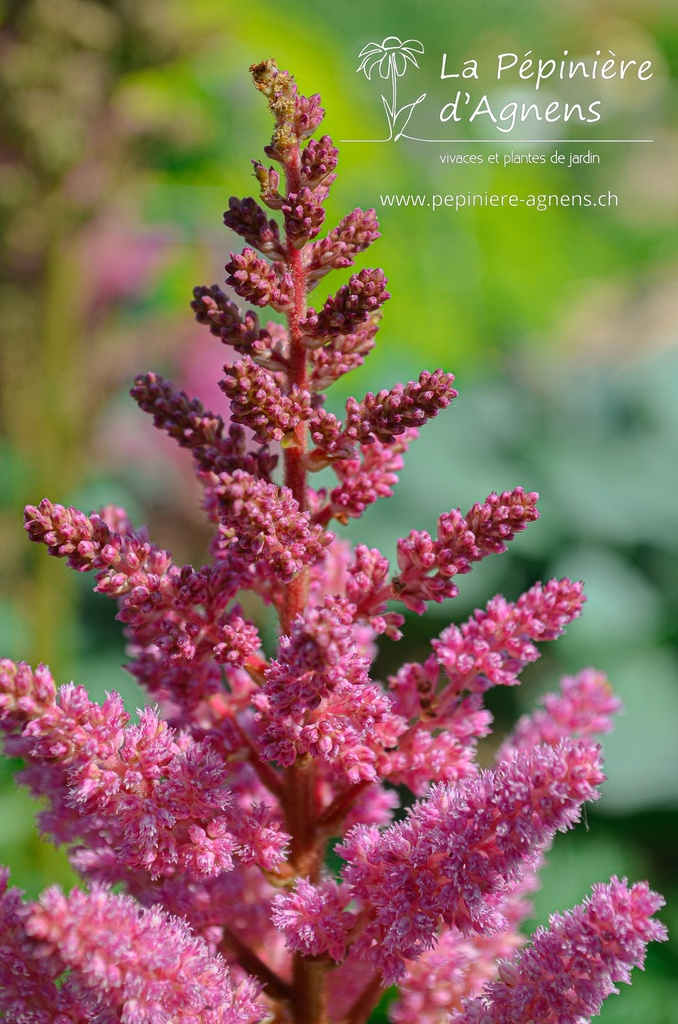 Astilbe chinensis 'Vision in Pink' - La pépinière d'Agnens