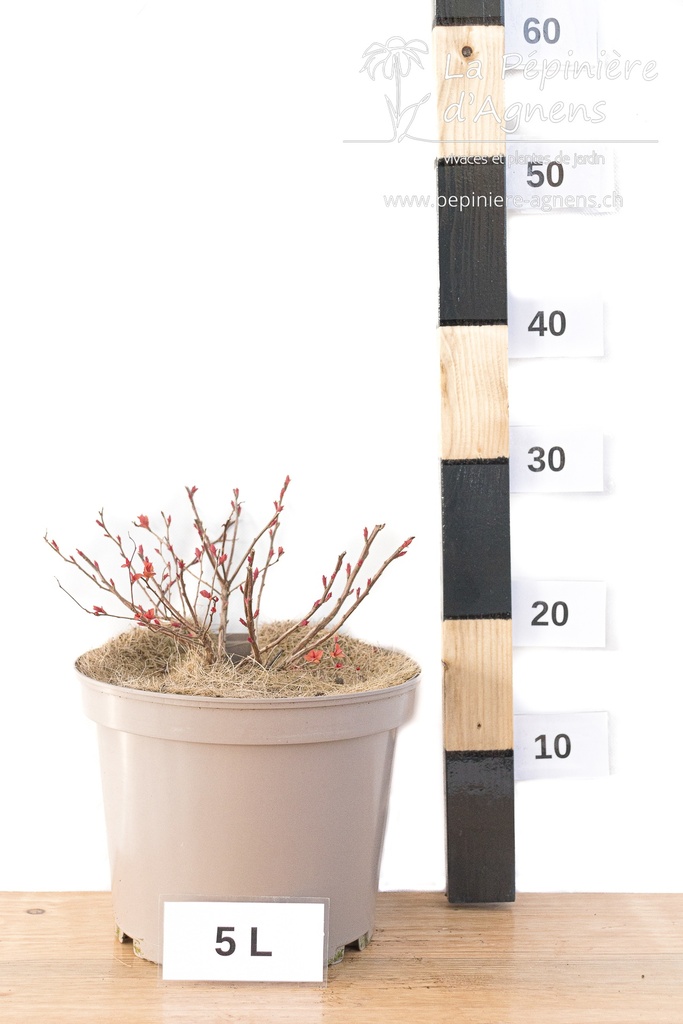 Spiraea japonica 'Goldflame' - La Pépinière d'agnens