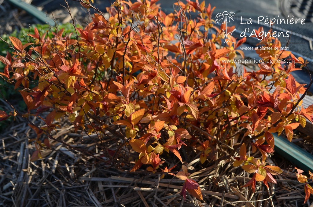 Spiraea japonica 'Goldflame' - La Pépinière d'agnens