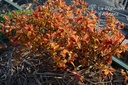 Spiraea japonica 'Goldflame' - La Pépinière d'agnens