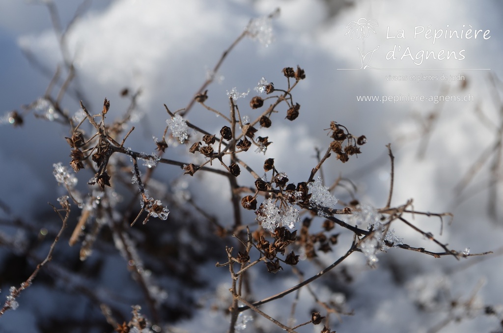 Spiraea japonica 'Little Princess' - La Pépinière d'agnens