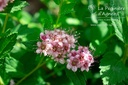 Spiraea japonica 'Little Princess' - La Pépinière d'agnens