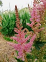 Astilbe chinensis 'Vision in Pink' - La pépinière d'Agnens