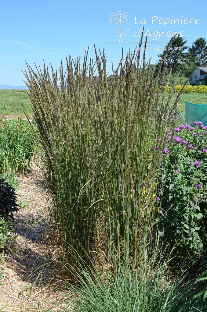Calamagrostis acutiflora (x) 'Karl Foerster' - La pépinière d'Agnens