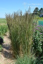 Calamagrostis acutiflora (x) 'Karl Foerster' - La pépinière d'Agnens