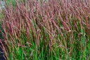 Imperata cylindrica 'Red Baron' - La pépinière d'Agnens