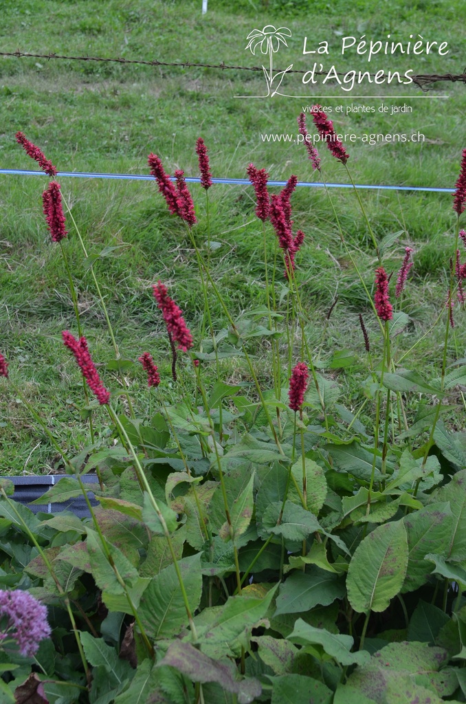 Persicaria amplexicaulis 'Fat Domino' - La pépinière d'Agnens