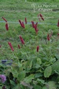 Persicaria amplexicaulis 'Fat Domino' - La pépinière d'Agnens