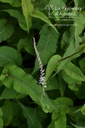 Persicaria amplexicaulis 'Alba' - La pépinière d'Agnens