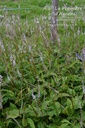 Persicaria amplexicaulis 'Alba' - La pépinière d'Agnens