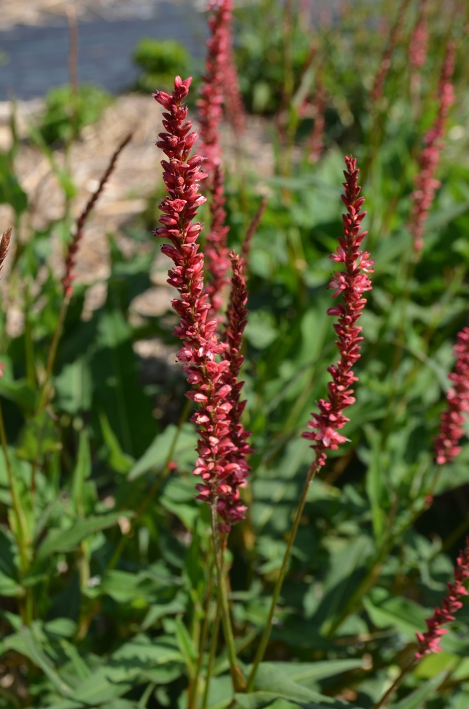 Persicaria amplexicaulis 'Orange Field' - La pépinière d'Agnens