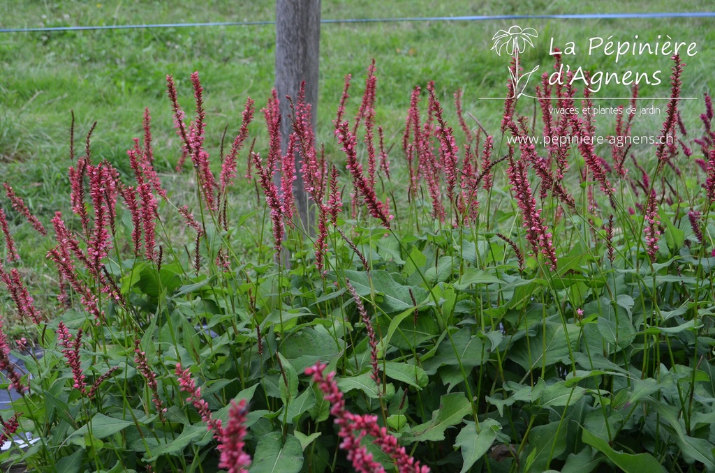 Persicaria amplexicaulis 'Orange Field' - La pépinière d'Agnens