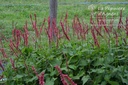 Persicaria amplexicaulis 'Orange Field' - La pépinière d'Agnens