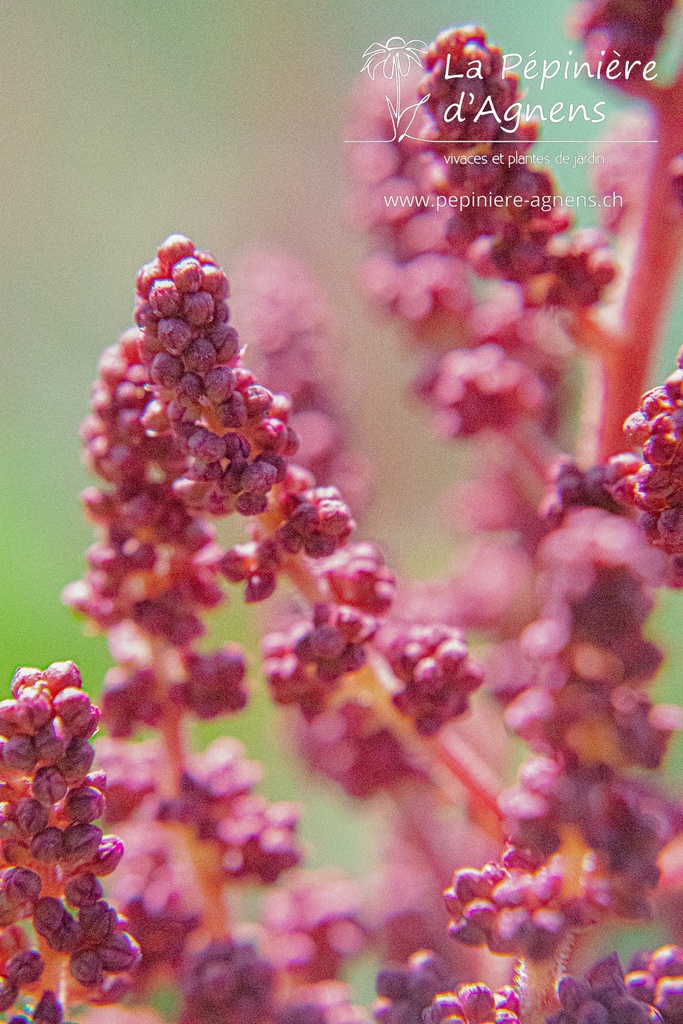 Astilbe chinensis 'Vision in Red' - La pépinière d'Agnens