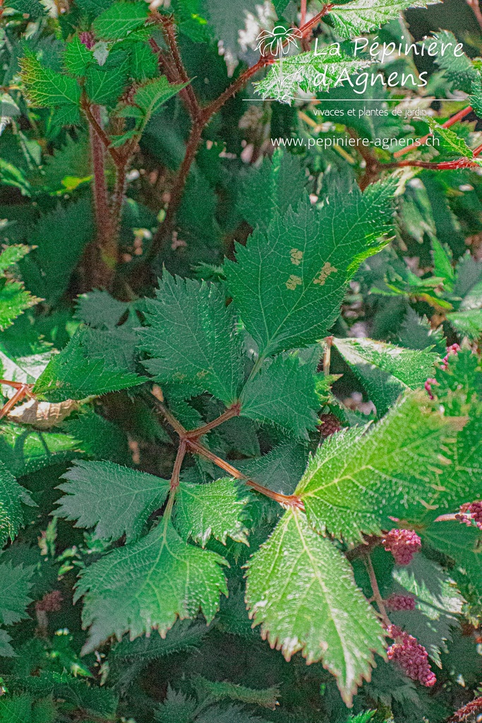 Astilbe chinensis 'Vision in Red' - La pépinière d'Agnens