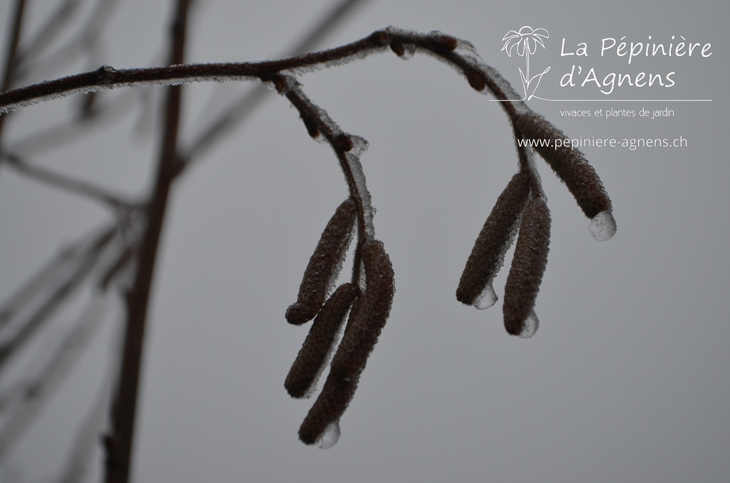 Corylus avellana 'Hallesche Riesennuss'- La pépinière D'Agnens