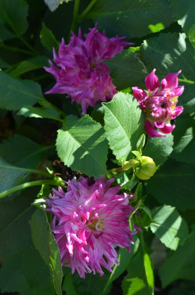 Dahlia cactus 'Dutch Explosion' - La Pépinière d'Agnens