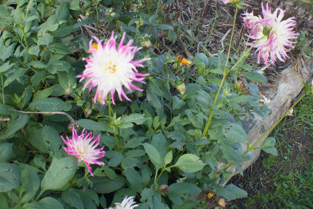 Dahlia cactus 'Dutch Explosion'- La pépinière D'Agnens