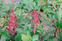 Astilbe chinensis 'Vision in Red' - La pépinière d'Agnens