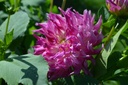 Dahlia cactus 'Dutch Explosion' - La Pépinière d'Agnens