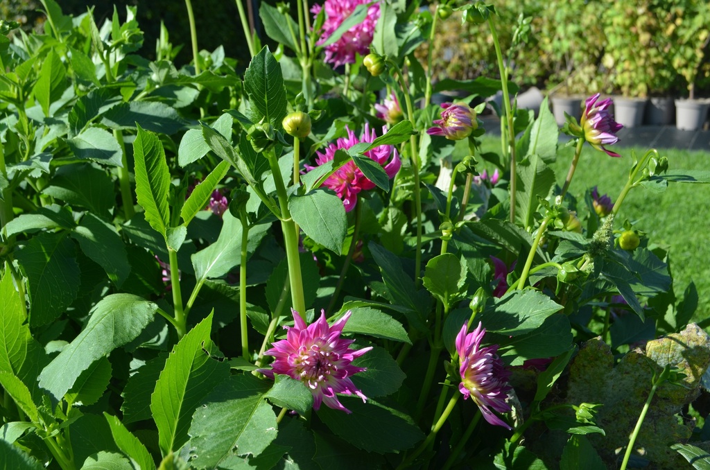 Dahlia cactus 'Dutch Explosion' - La Pépinière d'Agnens