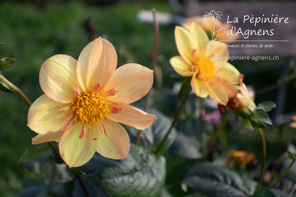 Dahlia collerette 'Kelsey Annie Joy'- La pépinière D'Agnens