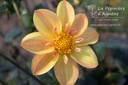 Dahlia collerette 'Kelsey Annie Joy'- La pépinière D'Agnens
