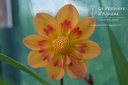 Dahlia collerette 'Kelsey Annie Joy'- La pépinière D'Agnens