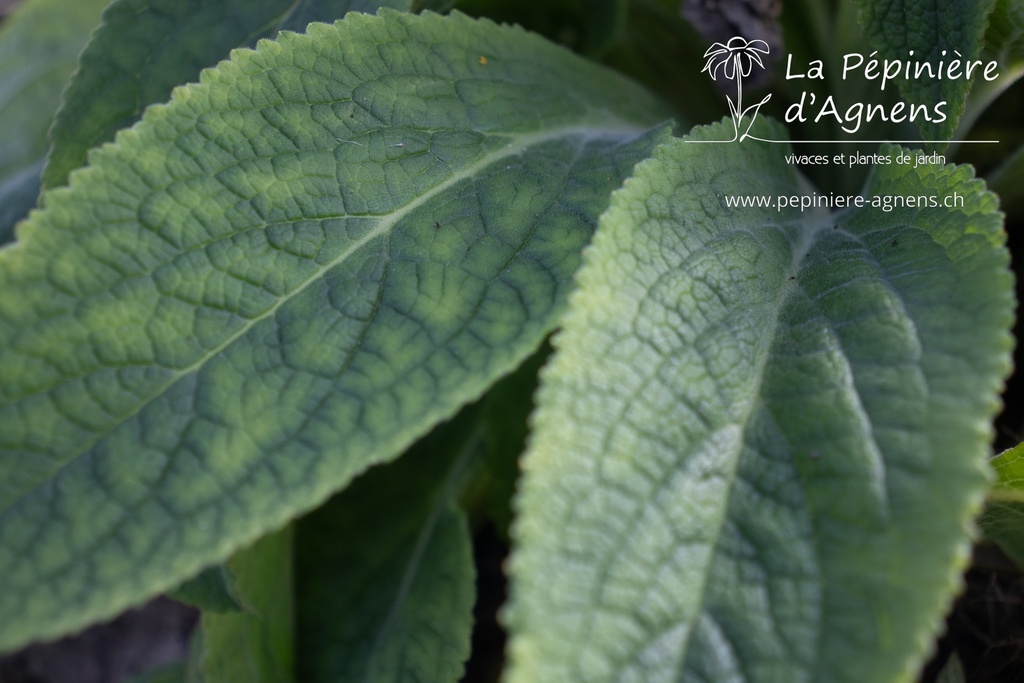 Digitalis purpurea 'Excelsior'- La pépinière D'Agnens