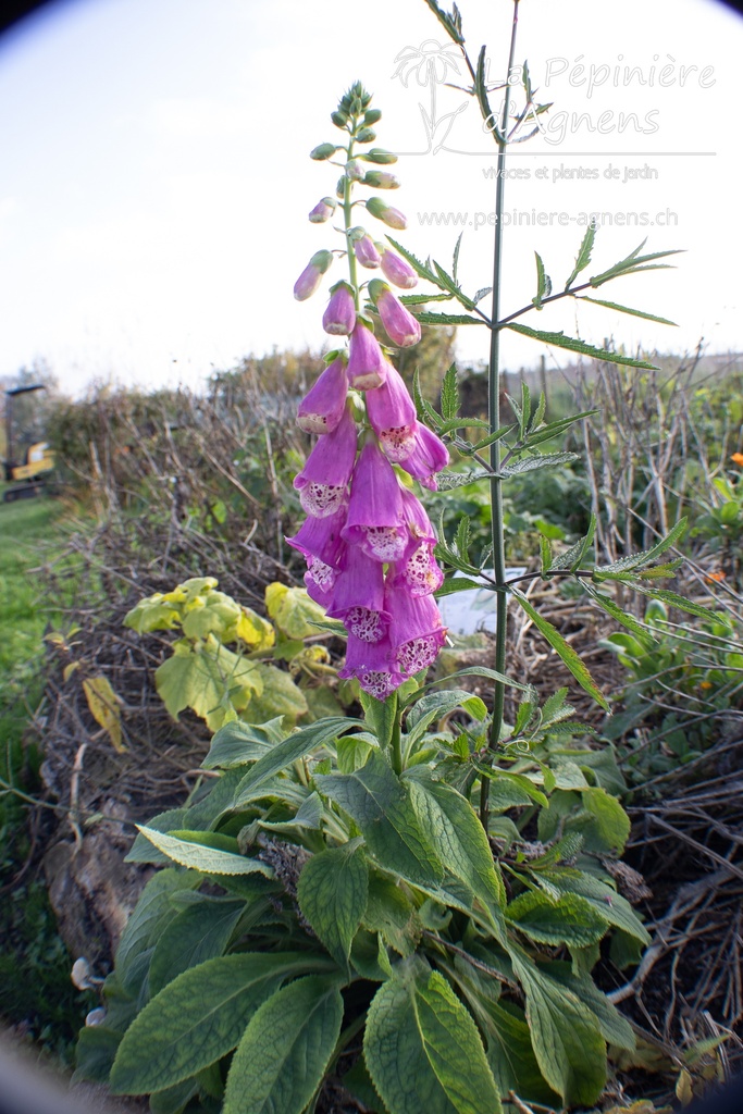 Digitalis purpurea 'Excelsior'- La pépinière D'Agnens