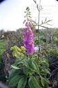 Digitalis purpurea 'Excelsior'- La pépinière D'Agnens