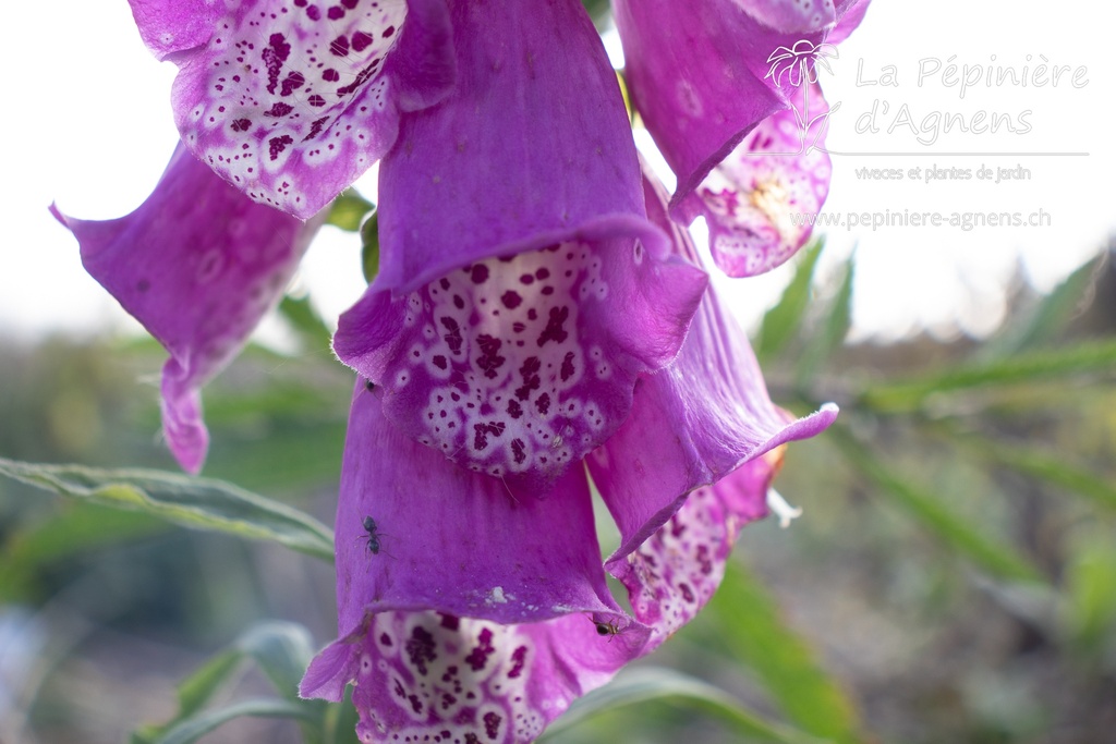 Digitalis purpurea 'Excelsior'- La pépinière D'Agnens