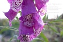 Digitalis purpurea 'Excelsior'- La pépinière D'Agnens