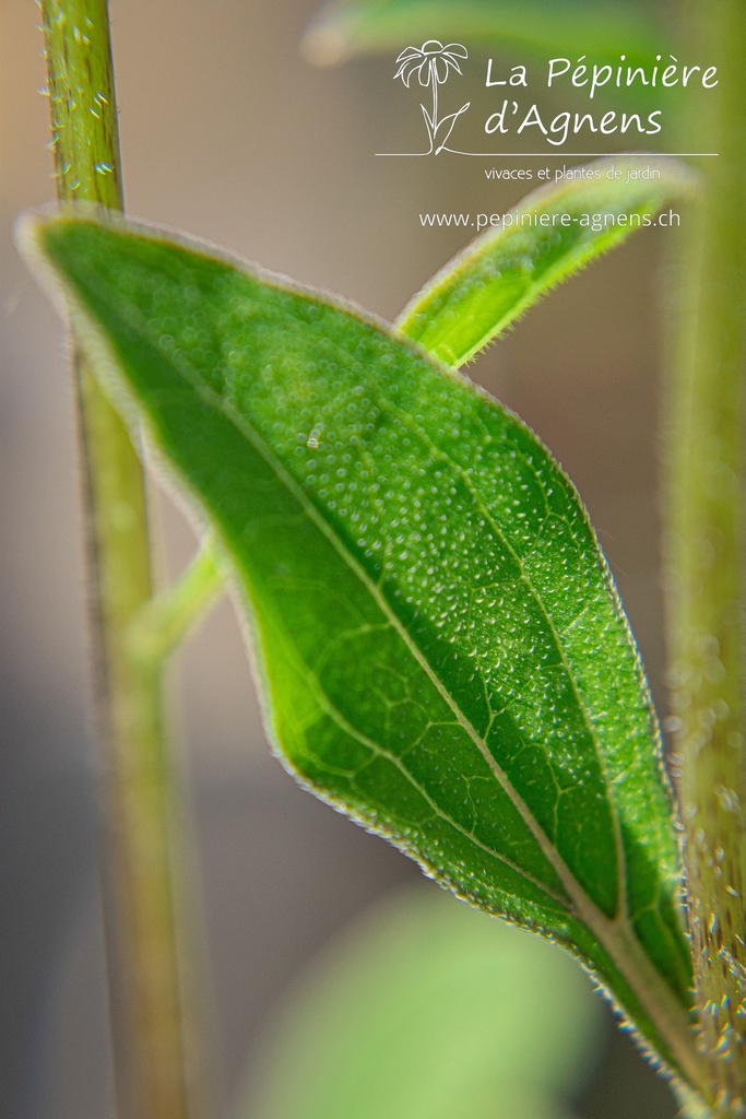 Echinacea hybride 'Hot Papaya'- La pépinière D'Agnens