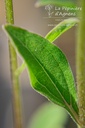 Echinacea hybride 'Hot Papaya'- La pépinière D'Agnens